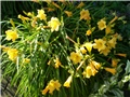 graničica